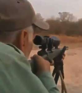 Un chasseur de trophées tue un lion endormi – puis célèbre pendant que l’animal agonise