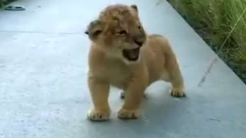 Un petit lionceau trébuche ; essayez maintenant de ne pas sourire quand vous entendez le bruit qu’il fait