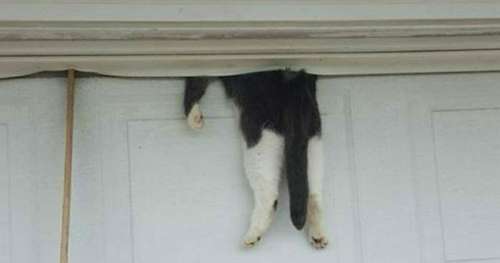 Un flic répond à un appel et trouve un chat pendu à la porte du garage – le propriétaire revient finalement pendant l’opération de sauvetage