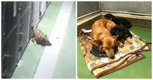 Lorsque deux chiots effrayés sont arrivés dans un foyer d’accueil, une maman-chien s’est échappée pour les réconforter