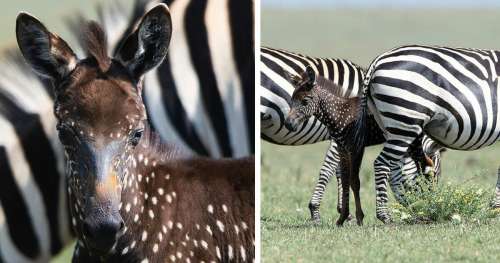 Mondialement Unique Bebe Zebre Tachete Dans La Nature Sur Buzz Insolite Et Culture