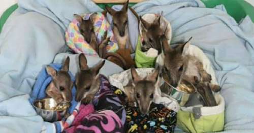7 bébés kangourous sauvés après avoir perdu leurs mères dans les feux de brousse