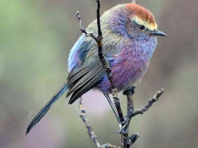 Rencontrez l’Orite de Sophie à sourcils blancs, l’oiseau aux belles couleurs de l’arc-en-ciel