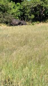 Plus de 350 éléphants meurent mystérieusement au Botswana lors d’une « mort collective »