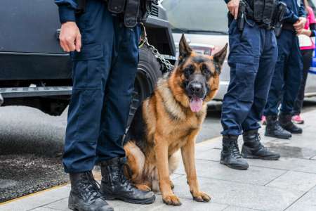 Un chien policier retrace la mère et le bébé disparus dès son premier jour de travail