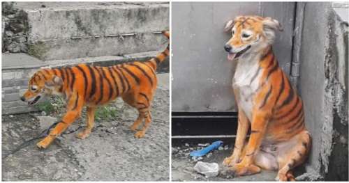 Chien errant peint avec des rayures de tigre pour une blague cruelle