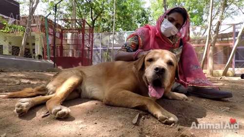 Un chien handicapé abandonné par son maître, mais un sauveteur l’a aidé à se remettre sur pied