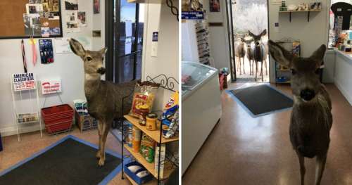 Cerf entre dans boutique de cadeaux – 30 minutes après, revient avec toute sa famille