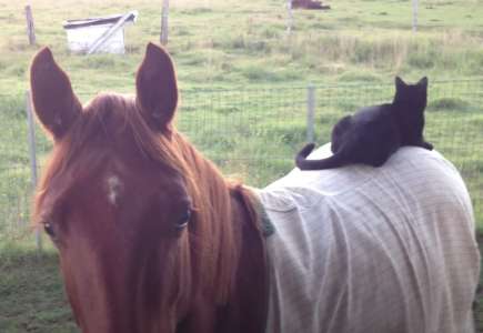 La Reaction Du Cheval Quand Le Chat Lui Saute Dessus Ce Cri Qui Ressemble A Un Aboiement Fait La Joie De Tous Les Amoureux Des Animaux Sur Buzz Insolite Et Culture