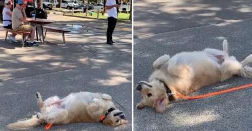 Personne ne comprend la raison pour laquelle le chien fait le mort dans la rue. Dès que le maître tire sur la laisse, tout le parc se met à rire