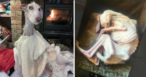 Tiggy a été laissé pour mort, « le pire cas de cruauté envers les animaux depuis 15 ans » – il est maintenant le plus beau des chiens