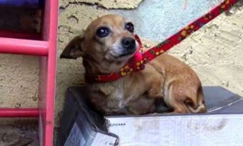 Un chien de rue à trois pattes malade sait que personne ne l’aime, alors il dort dans une boîte à chaussures sous la pluie battante