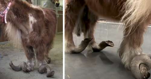 Un cheval aux sabots grotesquement longs a été tourmenté pendant des années. Il a été sauvé par des défenseurs des animaux et est maintenant un nouvel animal