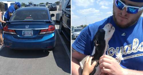 Des fans de baseball trouvent un chien laissé dans une voiture chaude à l’extérieur du stade et lui sauvent la vie