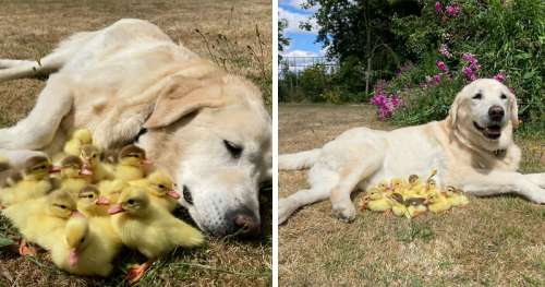 Un labrador veut montrer que l’amour n’a pas de limites – il a recueilli des canetons orphelins