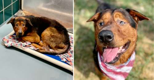Un chien de refuge âgé et triste est adopté quelques instants avant d’être euthanasié