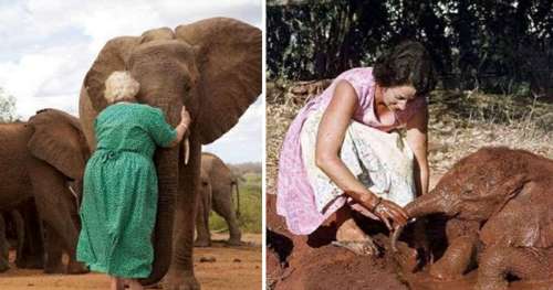 Daphne Sheldrick a consacré sa vie à sauver des éléphants orphelins, qui l’ont aimée en retour