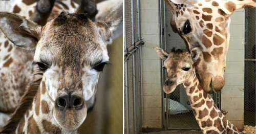 Le zoo célèbre la naissance d’un précieux nouveau-né girafe réticulée
