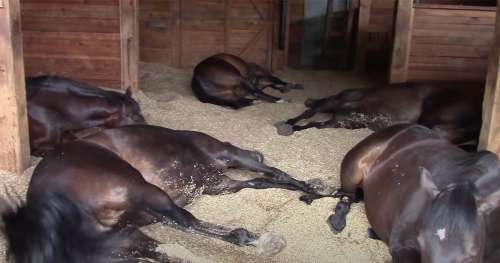 Les chevaux espiègles pensent que personne ne les regarde – Regardez maintenant les poneys lever la queue et faire rire des millions de personnes