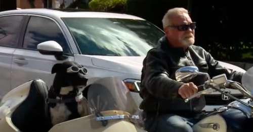Un chien sauvé d’un refuge se déplace désormais dans un side-car personnalisé en compagnie de son maître