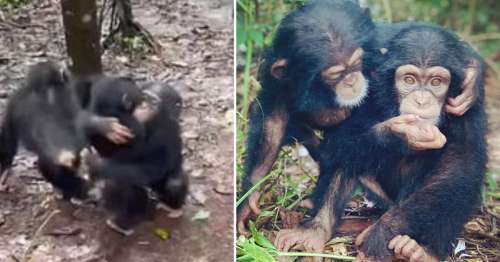 Des chimpanzés secourus font un câlin à un nouvel orphelin à son arrivée au sanctuaire