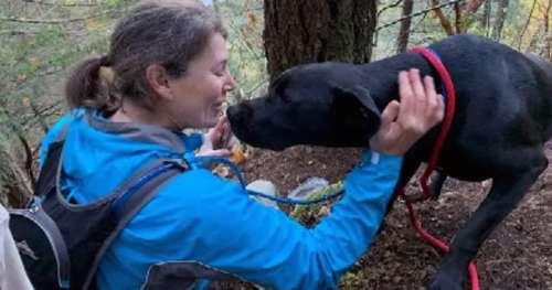 Des bénévoles localisent et sauvent une chienne disparue tombée d’une falaise et la réunissent avec son maître