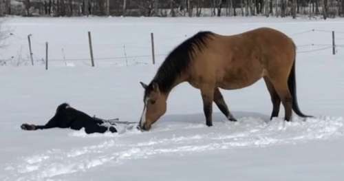 Une femme fait des anges de neige dans l’enclos de ses chevaux – l’espiègle étalon trouve un moyen pour faire rire tout le monde