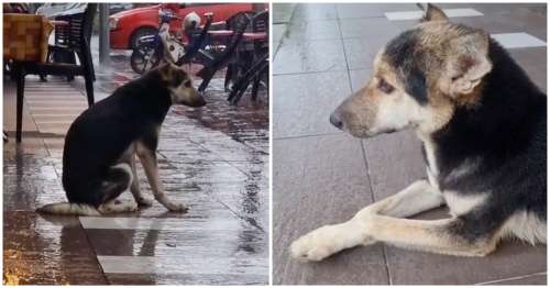 Une chienne attend son maître sous la pluie tous les jours – une vidéo virale mène à des retrouvailles