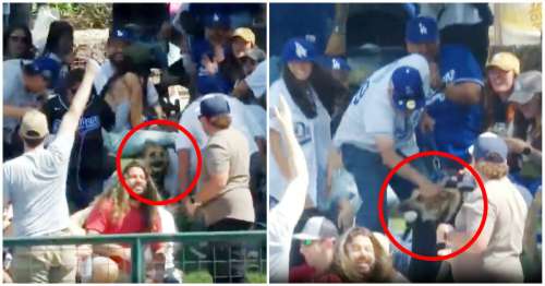 Un chien vole la vedette à un match de la MLB en attrapant la balle du home run