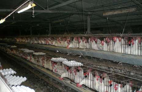 Enfin ! Les œufs de poules en cage vont être retirés des grandes surfaces d’ici 2025