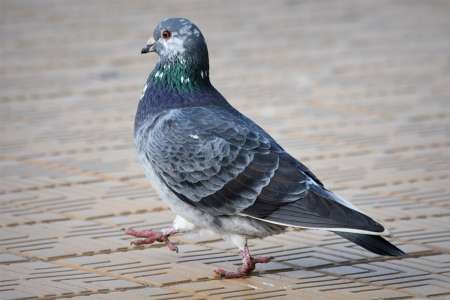 Sous-estimés, les pigeons sont pourtant plus performants que les humains pour multiplier les tâches
