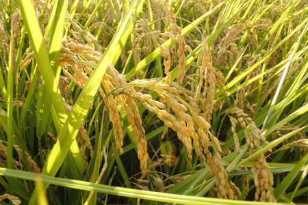 Ce riz cultivé dans de l’eau salée va sauver la vie de 200 millions de personnes