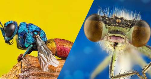 56 photographies d’insectes qui vont vous époustoufler