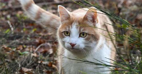 Ce maraîcher a sauvé son exploitation en agriculture biologique grâce à… des chats !