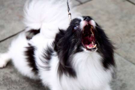 Pourquoi certains chiens sont plus agressifs que d’autres ?