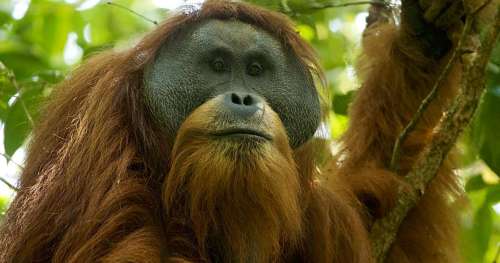 Cette espèce d’orang-outan vient juste d’être découverte et elle est déjà menacée d’extinction