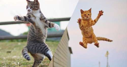 Ces chats photographiés au moment idéal ressemblent à de véritables ninjas !