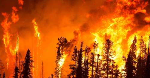 La perte des surfaces boisées a grimpé de 51 % en 2016 à cause des feux de forêts