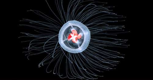 Turritopsis dohrnii : le secret de l’immortalité viendra-t-il d’une méduse ?