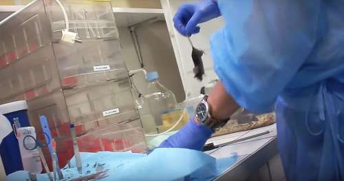 Une scientifique a filmé les horreurs vécues par les souris de laboratoires
