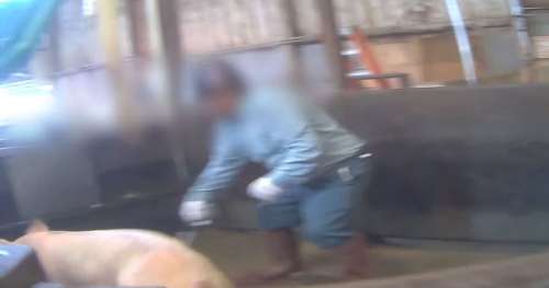 Victoire pour la cause animale : le délit de maltraitance bientôt étendu aux abattoirs