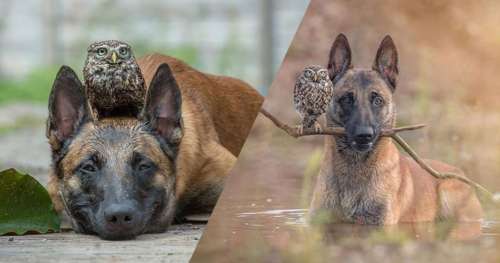 L’amitié n’a pas de frontière : la complicité qui unit ce chien et cette chouette en est la preuve !