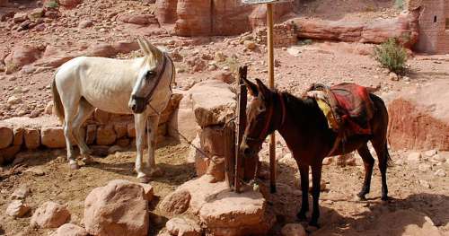 À Petra en Jordanie, les animaux qui transportent les touristes vivent un véritable cauchemar