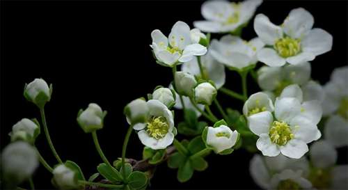 Cette étude fascinante démontre comment les plantes se défendent en cas d’agressions extérieures