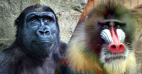 QUIZ : Que savez-vous vraiment des singes ?