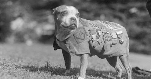 À la découverte du Sergent Stubby, le chien le plus décoré de la Première Guerre Mondiale