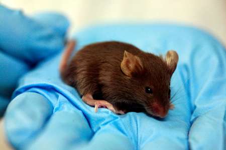 Découverte d’un traitement révolutionnaire qui stoppe la progression d’Alzheimer chez les souris