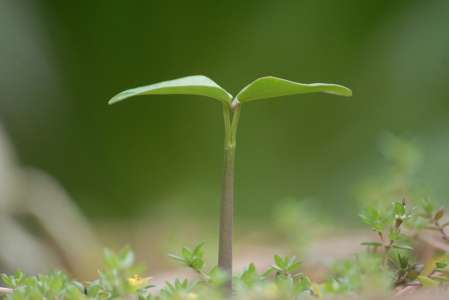 L’armée américaine modifie génétiquement des plantes pour en faire des espionnes redoutables