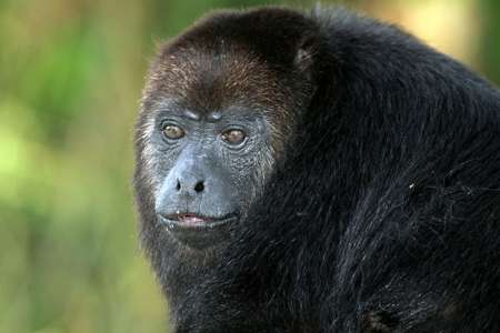 Accusés à tort de propager une maladie mortelle, des centaines de singes sont massacrés au Brésil