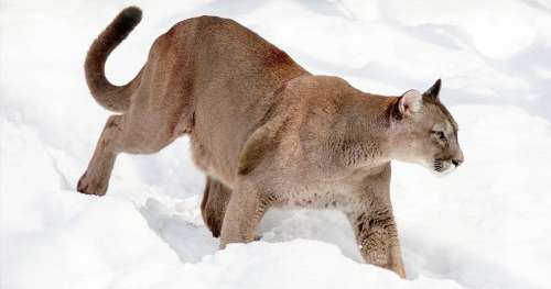 L’Homme n’a pas fait le nécessaire à temps et par sa faute, ce puma n’a pas pu être sauvé…